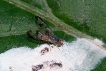 Palloptera umbellatarum